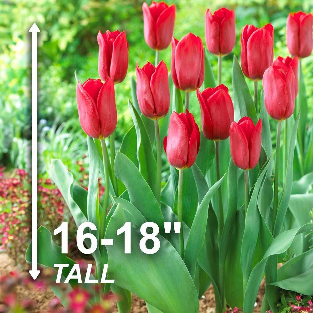 12/+ Cm, Triumph Strong Love Red Tulip Flower Bulbs (Bag Of 25) 5 12/+ Cm, Triumph Strong Love Red Tulip Flower Bulbs (Bag Of 25) - Image 3