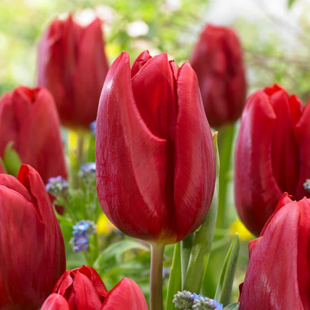 12/+ Cm, Triumph Strong Love Red Tulip Flower Bulbs (Bag Of 25) 3 12/+ Cm, Triumph Strong Love Red Tulip Flower Bulbs (Bag Of 25)