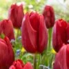 12/ Plus Cm, Triumph Strong Love Red Tulip Flower Bulbs (Bag Of 250) -Garden State Bulb garden state bulb flower bulbs ecf 57 250 10 64 1000