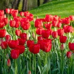 12/ Plus Cm, Triumph Strong Love Red Tulip Flower Bulbs (Bag Of 50) -Garden State Bulb garden state bulb flower bulbs ecf 57 50 02 31 1000
