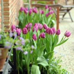 12/Plus Cm, Purple Prince Single Early Tulip Flower Bulbs (Bag Of 250) 17 12/Plus Cm, Purple Prince Single Early Tulip Flower Bulbs (Bag Of 250) -Garden State Bulb garden state bulb flower bulbs ecf 58 250 10 31 1000