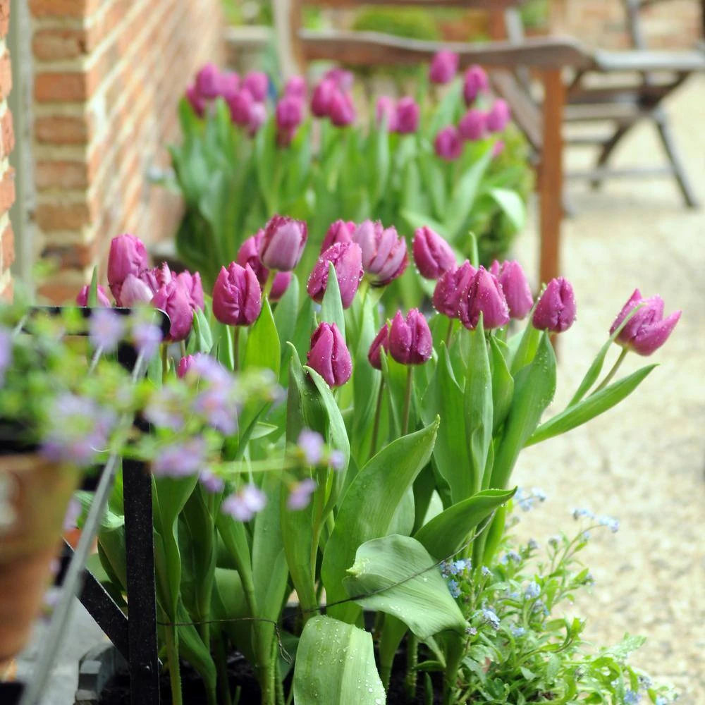 12/Plus Cm, Purple Prince Single Early Tulip Flower Bulbs (Bag Of 250) 10 12/Plus Cm, Purple Prince Single Early Tulip Flower Bulbs (Bag Of 250) - Image 8