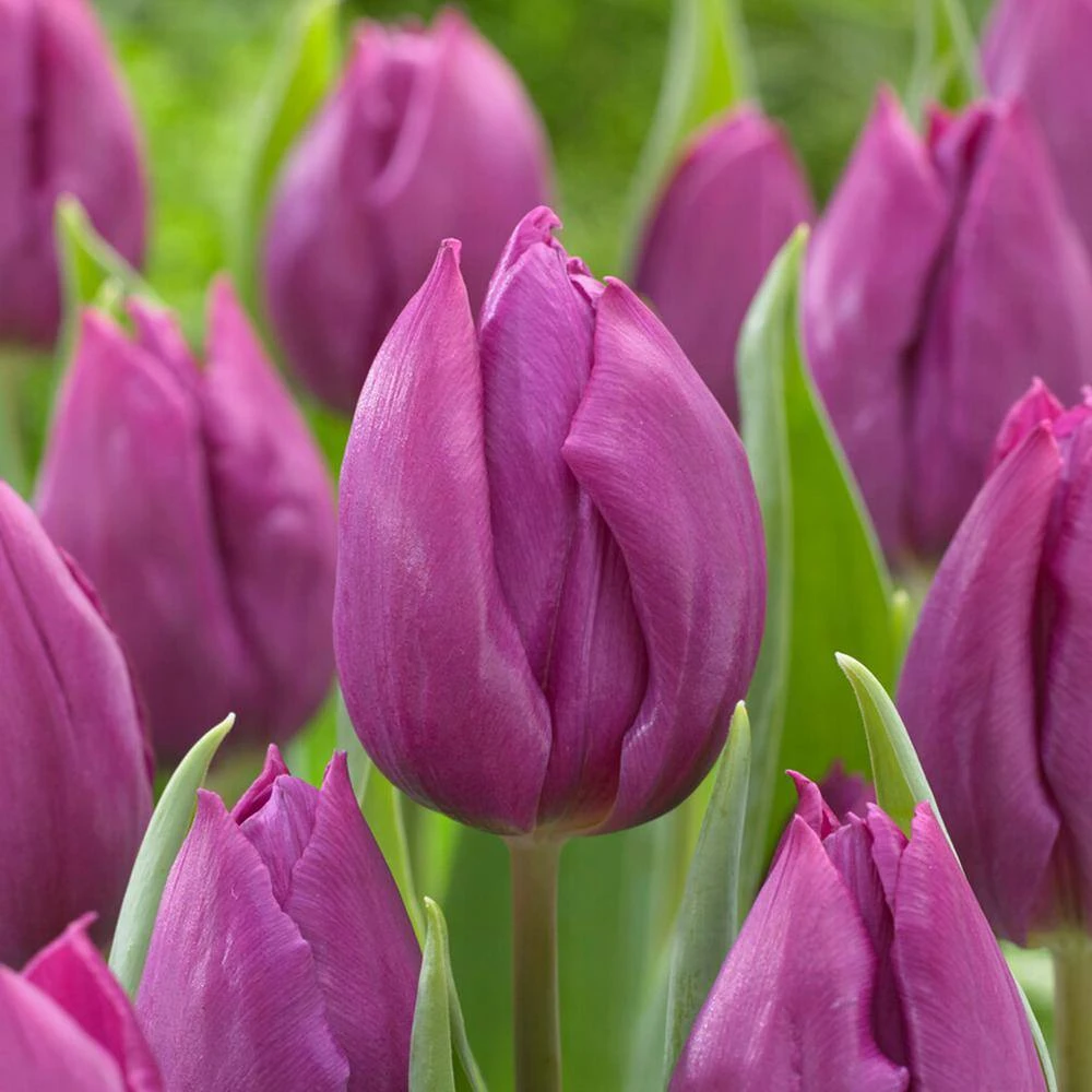 12/Plus Cm, Purple Prince Single Early Tulip Flower Bulbs (Bag Of 250) 3 12/Plus Cm, Purple Prince Single Early Tulip Flower Bulbs (Bag Of 250)