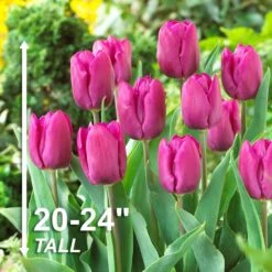 12/+ Cm, Purple Prince Single Early Tulip Flower Bulbs (Bag Of 50) -Garden State Bulb garden state bulb flower bulbs ecf 58 50 02 4f 1000