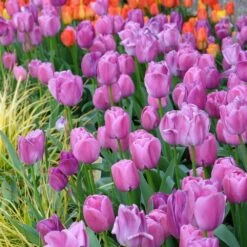 12/ Plus Cm, Darwin Hybrid Purple Pride Tulip Flower Bulbs (Bag Of 100) -Garden State Bulb garden state bulb flower bulbs ecf 59 100 04 31 1000