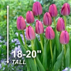 12/ Plus Cm, Darwin Hybrid Purple Pride Tulip Flower Bulbs (Bag Of 100) -Garden State Bulb garden state bulb flower bulbs ecf 59 100 04 4f 1000