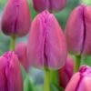12/ Plus Cm, Darwin Hybrid Purple Pride Tulip Flower Bulbs (Bag Of 25) -Garden State Bulb garden state bulb flower bulbs ecf 59 25 01 64 1000