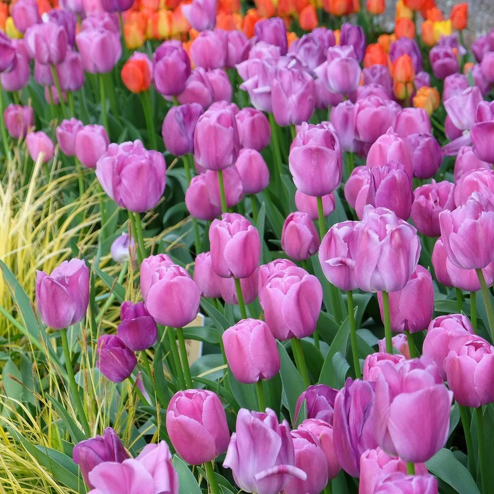 12/ Plus Cm, Darwin Hybrid Purple Pride Tulip Flower Bulbs (Bag Of 250) 10 12/ Plus Cm, Darwin Hybrid Purple Pride Tulip Flower Bulbs (Bag Of 250) - Image 8