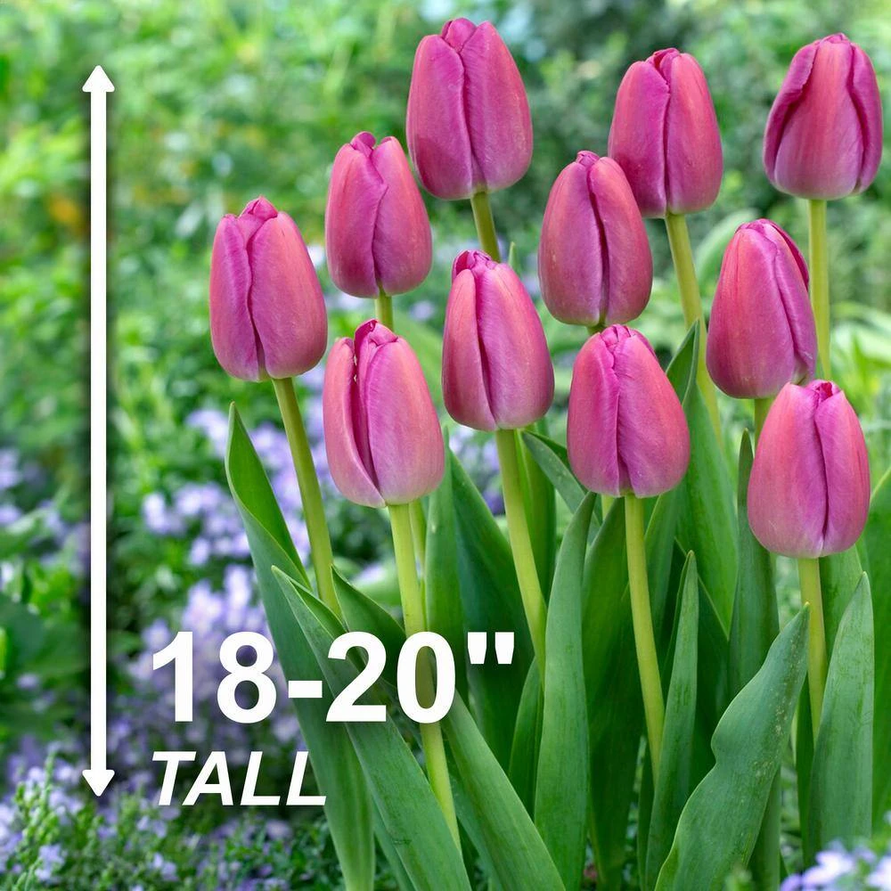 12/ Plus Cm, Darwin Hybrid Purple Pride Tulip Flower Bulbs (Bag Of 250) 5 12/ Plus Cm, Darwin Hybrid Purple Pride Tulip Flower Bulbs (Bag Of 250) - Image 3