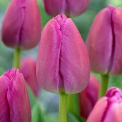 12/ Plus Cm, Darwin Hybrid Purple Pride Tulip Flower Bulbs (Bag Of 50)
