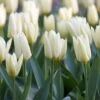 12/ Plus Cm, Fosteriana White Emperor Tulip Flower Bulbs (Bag Of 100) -Garden State Bulb garden state bulb flower bulbs ecf 60 100 04 64 1000