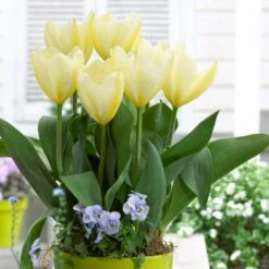 12/ Cm, Fosteriana White Emperor Tulip Flower Bulbs (Bag Of 25) -Garden State Bulb garden state bulb flower bulbs ecf 60 25 01 31 1000