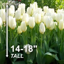 12/ Plus Cm, Fosteriana White Emperor Tulip Flower Bulbs (Bag Of 250) -Garden State Bulb garden state bulb flower bulbs ecf 60 250 10 4f 1000