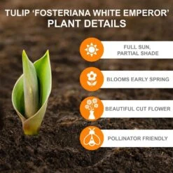 12/ Plus Cm, Fosteriana White Emperor Tulip Flower Bulbs (Bag Of 250) -Garden State Bulb garden state bulb flower bulbs ecf 60 250 10 c3 1000