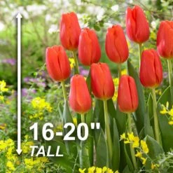 12/+ Cm, Triumph Orange Juice Tulip Flower Bulbs (Bag Of 100) 12 12/+ Cm, Triumph Orange Juice Tulip Flower Bulbs (Bag Of 100) -Garden State Bulb garden state bulb flower bulbs ecf 61 100 04 4f 1000