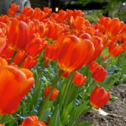 12/+ Cm, Triumph Orange Juice Tulip Flower Bulbs (Bag Of 250) -Garden State Bulb garden state bulb flower bulbs ecf 61 250 10 31 1000