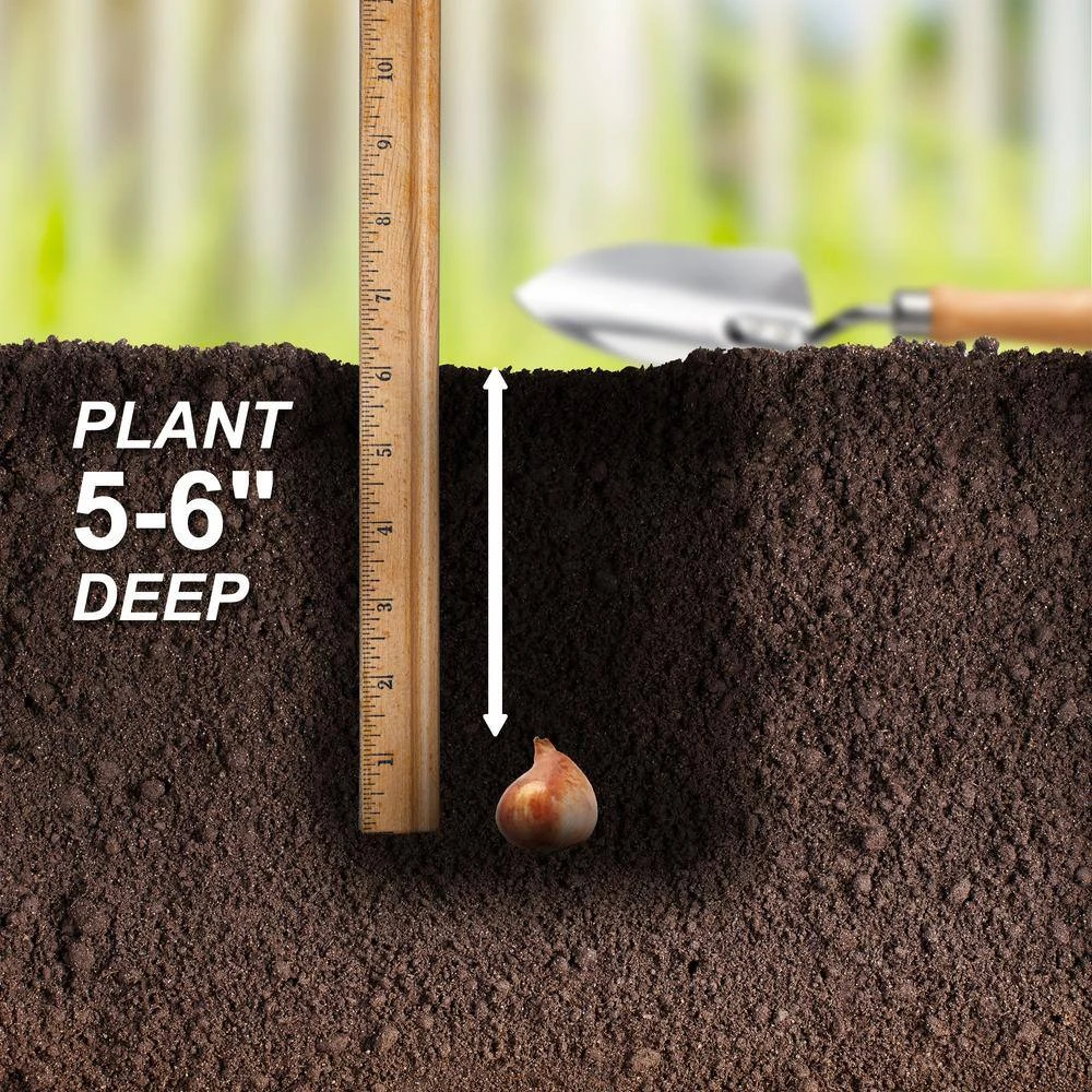 12/+ Cm, Triumph Orange Juice Tulip Flower Bulbs (Bag Of 50) 7 12/+ Cm, Triumph Orange Juice Tulip Flower Bulbs (Bag Of 50) - Image 5