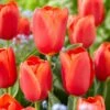 12/+ Cm, Triumph Orange Juice Tulip Flower Bulbs (Bag Of 50) 1 12/+ Cm, Triumph Orange Juice Tulip Flower Bulbs (Bag Of 50) -Garden State Bulb garden state bulb flower bulbs ecf 61 50 02 64 1000