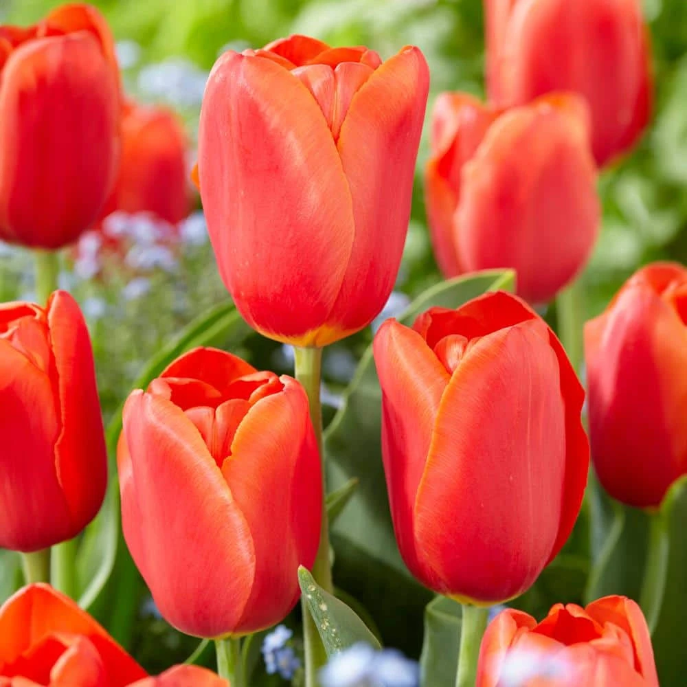 12/+ Cm, Triumph Orange Juice Tulip Flower Bulbs (Bag Of 50) 3 12/+ Cm, Triumph Orange Juice Tulip Flower Bulbs (Bag Of 50)