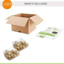 12/+ Cm, Triumph Orange Juice Tulip Flower Bulbs (Bag Of 50) 16 12/+ Cm, Triumph Orange Juice Tulip Flower Bulbs (Bag Of 50) -Garden State Bulb garden state bulb flower bulbs ecf 61 50 02 76 1000