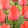 12/+ Cm, Darwin Hybrid Orange Van Eijk Tulip Flower Bulbs (Bag Of 250) -Garden State Bulb garden state bulb flower bulbs ecf 62 250 10 64 1000