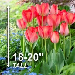 12/+ Cm, Darwin Hybrid Orange Van Eijk Tulip Flower Bulbs (Bag Of 50) -Garden State Bulb garden state bulb flower bulbs ecf 62 50 02 4f 1000