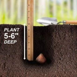 12/+ Cm, El Nino Single Late Tulip Flower Bulbs (Bag Of 100) 14 12/+ Cm, El Nino Single Late Tulip Flower Bulbs (Bag Of 100) -Garden State Bulb garden state bulb flower bulbs ecf 63 100 04 44 1000