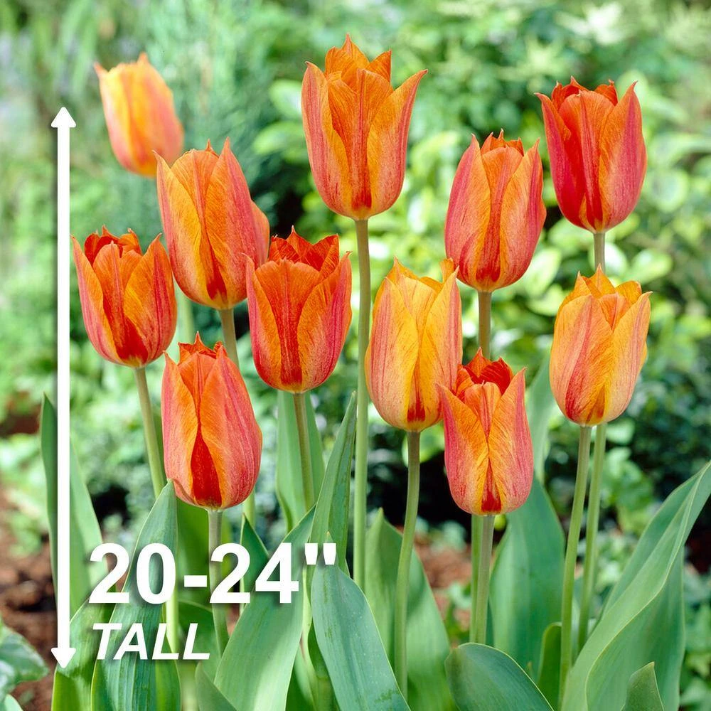 12/+ Cm, El Nino Single Late Tulip Flower Bulbs (Bag Of 100) 5 12/+ Cm, El Nino Single Late Tulip Flower Bulbs (Bag Of 100) - Image 3