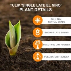 12/+ Cm, El Nino Single Late Tulip Flower Bulbs (Bag Of 100) 11 12/+ Cm, El Nino Single Late Tulip Flower Bulbs (Bag Of 100) -Garden State Bulb garden state bulb flower bulbs ecf 63 100 04 c3 1000