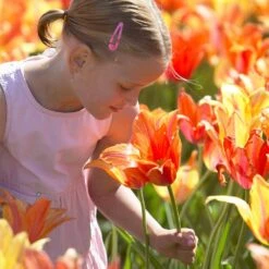 12/ Cm, El Nino Single Late Tulip Flower Bulbs (Bag Of 25) -Garden State Bulb garden state bulb flower bulbs ecf 63 25 01 31 1000