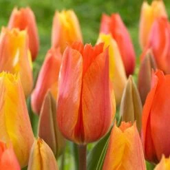 12/ Cm, El Nino Single Late Tulip Flower Bulbs (Bag Of 25)