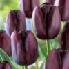 12/Plus Cm, Queen Of The Night Single Late Tulip Bulbs (Bag Of 100) -Garden State Bulb garden state bulb flower bulbs ecf 64 100 04 64 1000