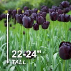 12/ Cm, Queen Of The Night Single Late Tulip Bulbs (Bag Of 25) -Garden State Bulb garden state bulb flower bulbs ecf 64 25 01 4f 1000