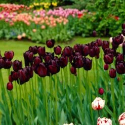 12/Plus Cm, Queen Of The Night Single Late Tulip Bulbs (Bag Of 250) -Garden State Bulb garden state bulb flower bulbs ecf 64 250 10 31 1000