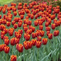 12/Plus Cm, Triumph Verandi Tulip Flower Bulbs (Bag Of 100) -Garden State Bulb garden state bulb flower bulbs ecf 65 100 04 31 1000