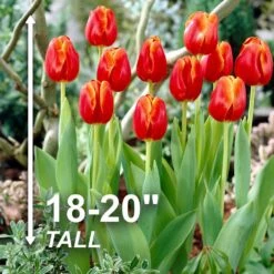 12/Plus Cm, Triumph Verandi Tulip Flower Bulbs (Bag Of 100) -Garden State Bulb garden state bulb flower bulbs ecf 65 100 04 4f 1000