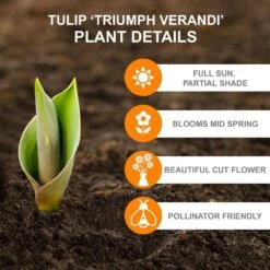 12/Plus Cm, Triumph Verandi Tulip Flower Bulbs (Bag Of 50) -Garden State Bulb garden state bulb flower bulbs ecf 65 50 02 c3 1000