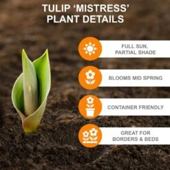 12/Plus Cm, Mistress Triumph Tulip Flower Bulbs, Pink (Bag Of 100) -Garden State Bulb garden state bulb flower bulbs ecf 67 100 04 c3 1000