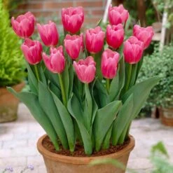 12/ Cm, Mistress Triumph Tulip Flower Bulbs, Pink (Bag Of 25) -Garden State Bulb garden state bulb flower bulbs ecf 67 25 01 31 1000