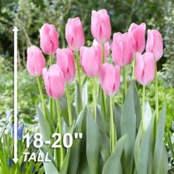 12/Plus Cm, Mistress Triumph Tulip Flower Bulbs, Pink (Bag Of 250) -Garden State Bulb garden state bulb flower bulbs ecf 67 250 10 4f 1000
