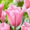 12/Plus Cm, Mistress Triumph Tulip Flower Bulbs, Pink (Bag Of 250) -Garden State Bulb garden state bulb flower bulbs ecf 67 250 10 64 1000
