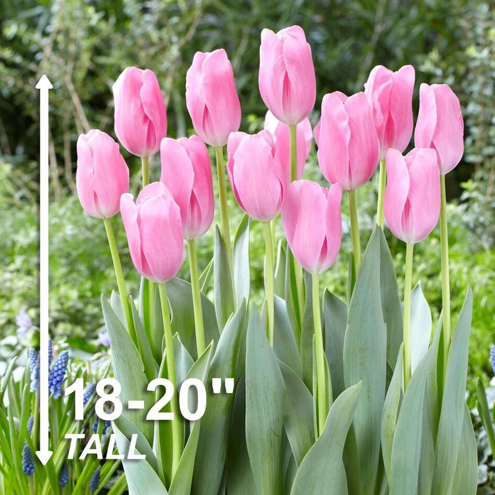 12/Plus Cm, Mistress Triumph Tulip Flower Bulbs, Pink (Bag Of 50) 5 12/Plus Cm, Mistress Triumph Tulip Flower Bulbs, Pink (Bag Of 50) - Image 3