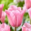 12/Plus Cm, Mistress Triumph Tulip Flower Bulbs, Pink (Bag Of 50)