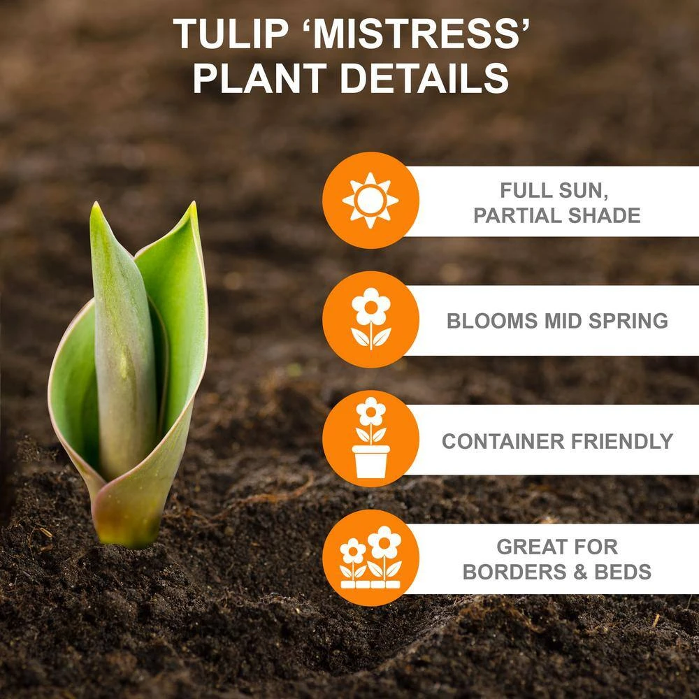12/Plus Cm, Mistress Triumph Tulip Flower Bulbs, Pink (Bag Of 50) 4 12/Plus Cm, Mistress Triumph Tulip Flower Bulbs, Pink (Bag Of 50) - Image 2