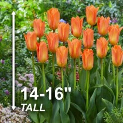 12/Plus Cm, Orange Emperor Fosteriana Tulip Flower Bulbs (Bag Of 100) -Garden State Bulb garden state bulb flower bulbs ecf 68 100 04 4f 1000