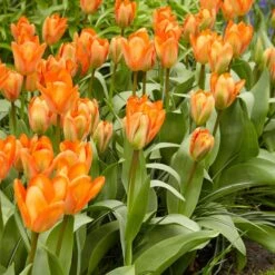 12/ Cm, Orange Emperor Fosteriana Tulip Flower Bulbs (Bag Of 25) -Garden State Bulb garden state bulb flower bulbs ecf 68 25 01 31 1000
