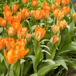 12/Plus Cm, Orange Emperor Fosteriana Tulip Flower Bulbs (Bag Of 250) 17 12/Plus Cm, Orange Emperor Fosteriana Tulip Flower Bulbs (Bag Of 250) -Garden State Bulb garden state bulb flower bulbs ecf 68 250 10 31 1000