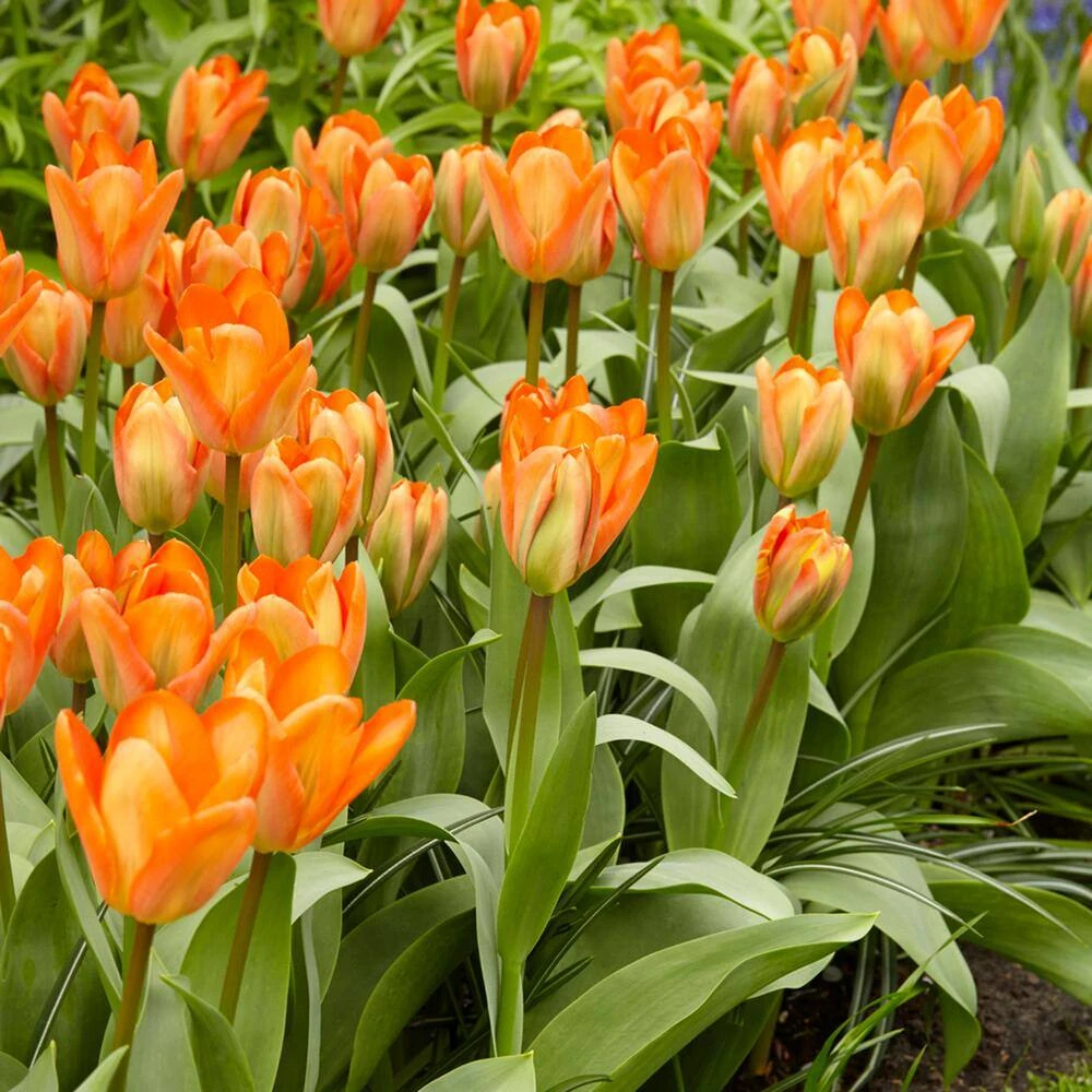 12/Plus Cm, Orange Emperor Fosteriana Tulip Flower Bulbs (Bag Of 250) 10 12/Plus Cm, Orange Emperor Fosteriana Tulip Flower Bulbs (Bag Of 250) - Image 8