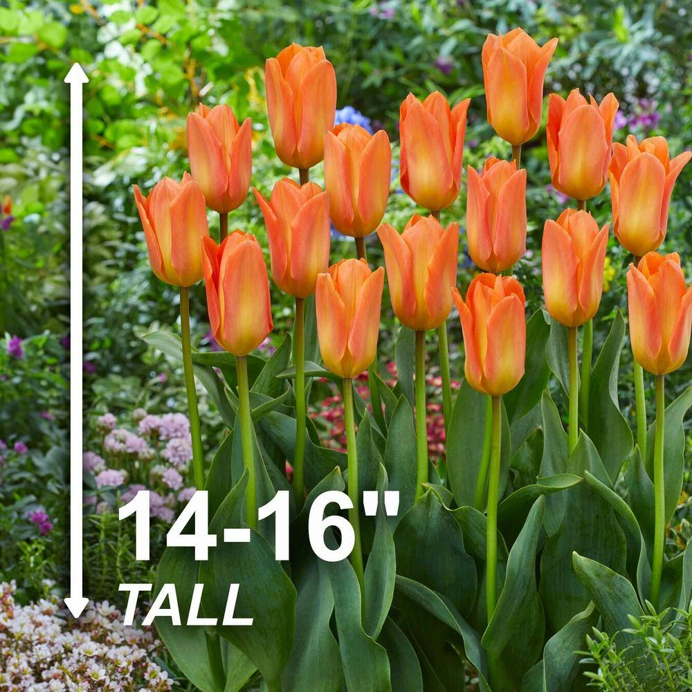 12/Plus Cm, Orange Emperor Fosteriana Tulip Flower Bulbs (Bag Of 250) 5 12/Plus Cm, Orange Emperor Fosteriana Tulip Flower Bulbs (Bag Of 250) - Image 3