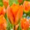 12/Plus Cm, Orange Emperor Fosteriana Tulip Flower Bulbs (Bag Of 250) -Garden State Bulb garden state bulb flower bulbs ecf 68 250 10 64 1000